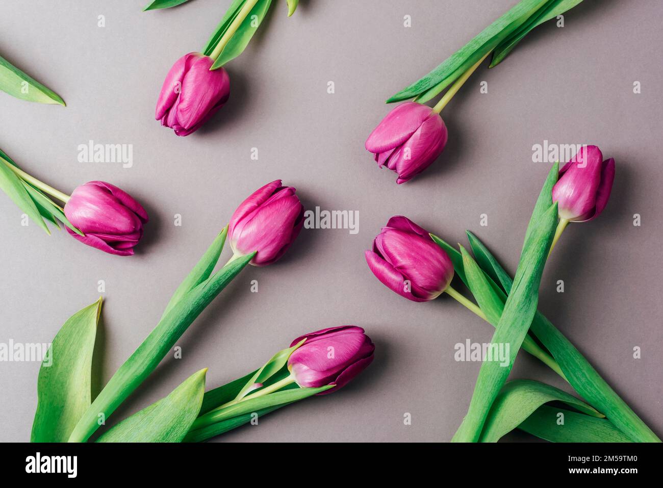 Lila Tulpen auf grauem Hintergrund. Textur, Hintergrund. Stockfoto