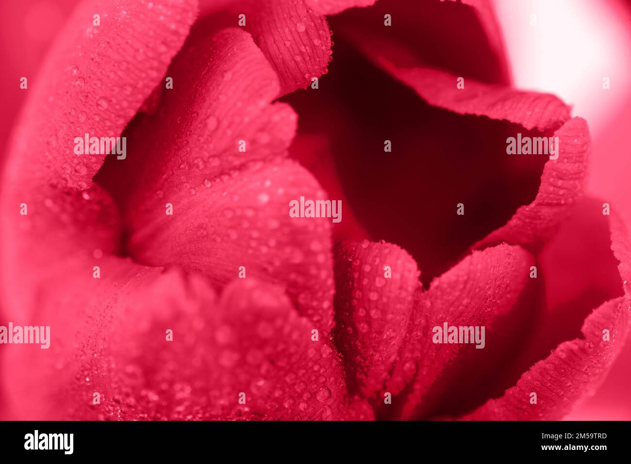 Tulpenblüten-Nahaufnahme in Viva Magenta. Farbe des Jahres 2023 Stockfoto