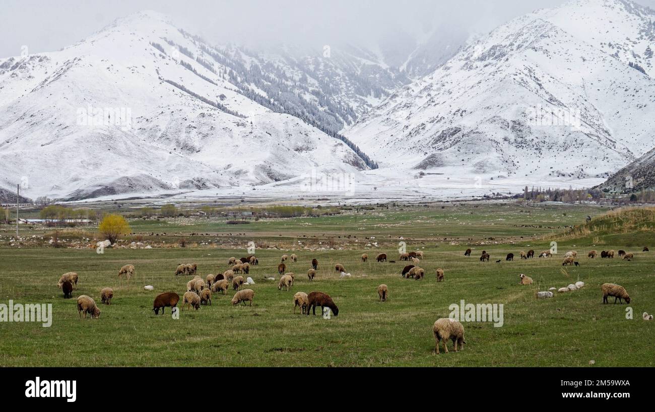 Weideland in Kirgisistan weiden Schafe irgendwo im Alay-Gebirge, unter den schneebedeckten Hügeln der Alay Range, in Kirgisistan, CE Stockfoto