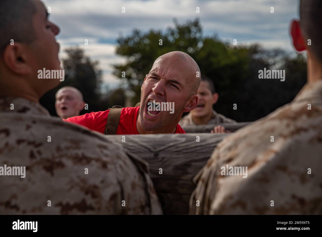 Holzbohrer Der Firma Bravo Stockfoto