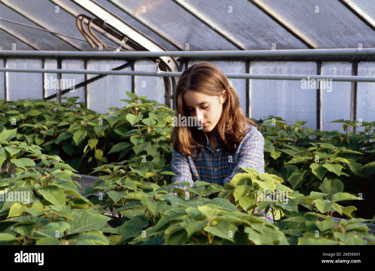 - Technisches Agrarinstitut von Minoprio (Como, Italien), Garten- und Pflanzengärtnerschule - Istituto Tecnico Agrario di Minoprio (Como), corso di giardinaggio e vivaismo Stockfoto