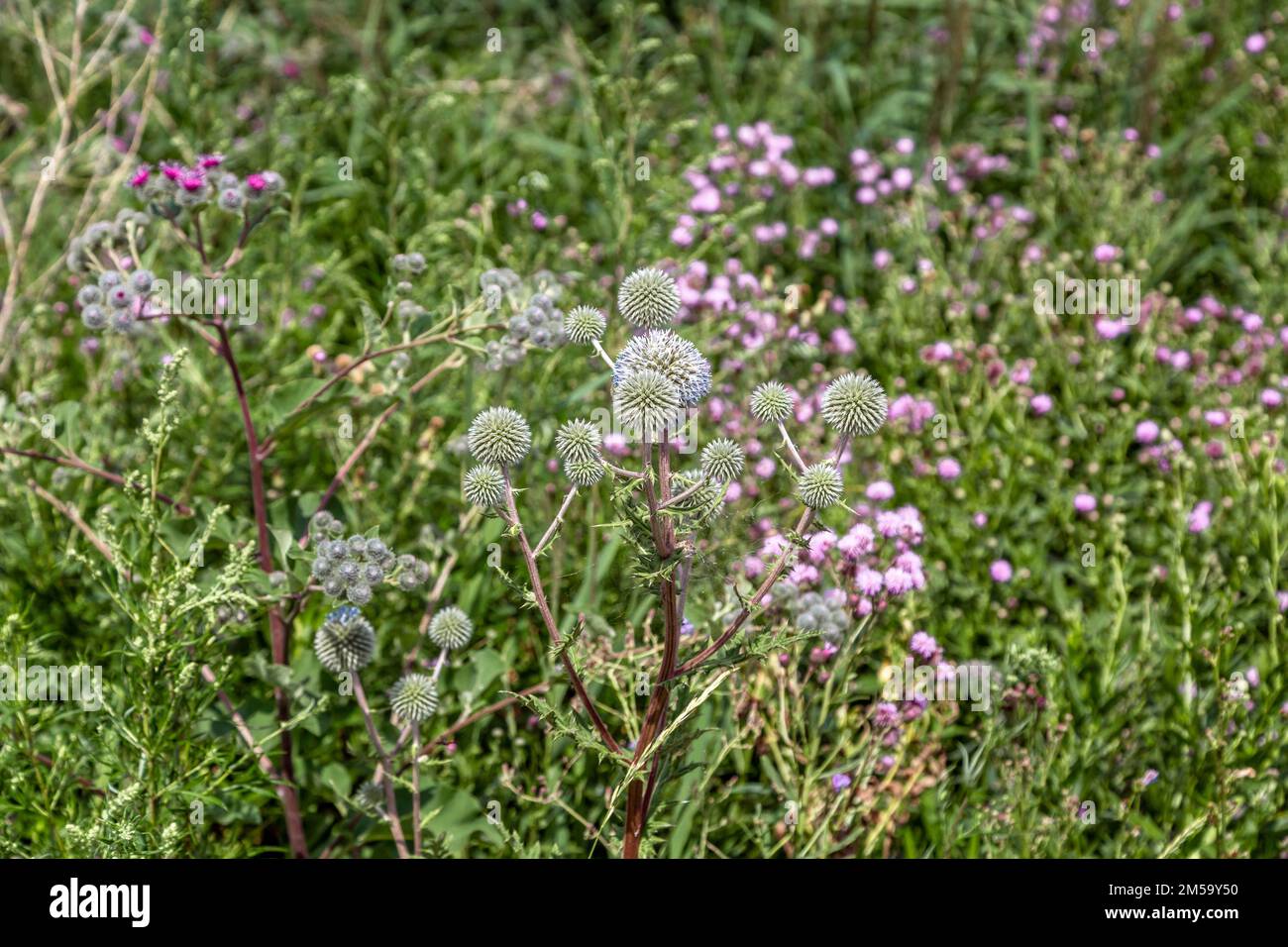 Eryngium-Campestre-Blumen auf einer Sommerwiese Stockfoto