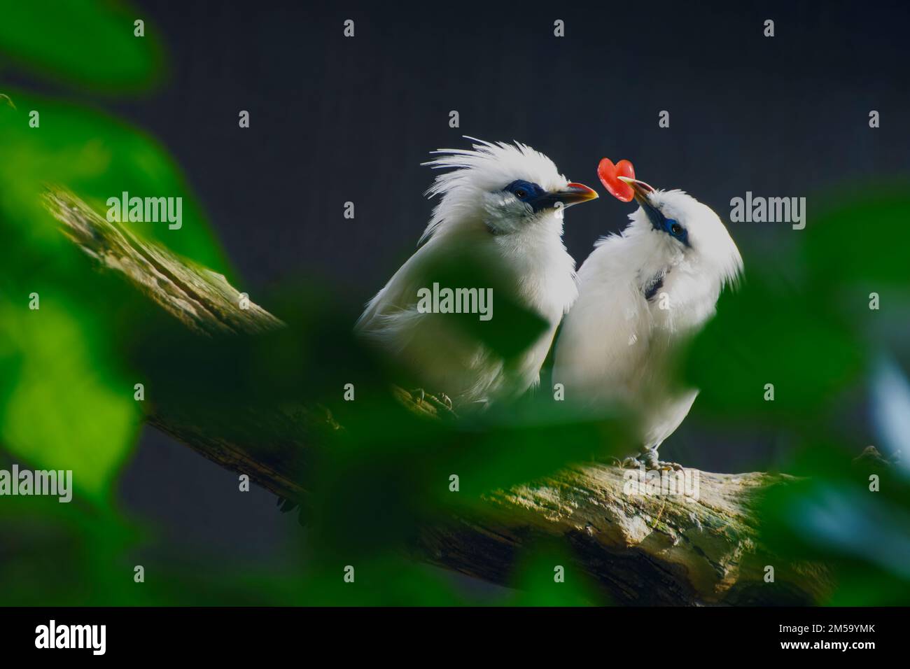 Symbol für Liebe und Valentinstag mit zwei weißen Vögeln und einem roten Herz Stockfoto