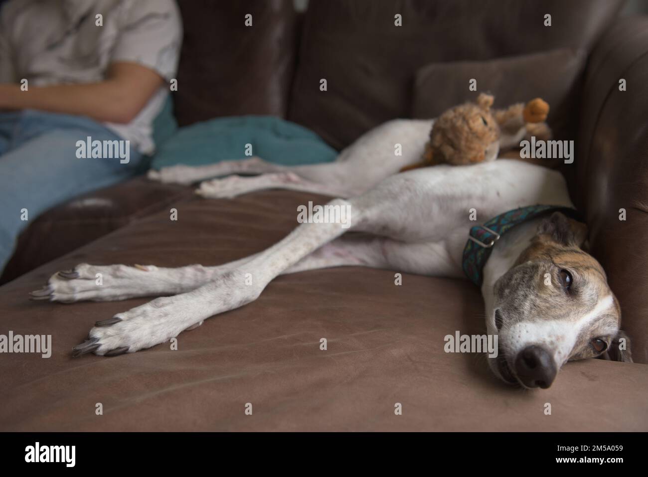 Greyhound-Hunde schielen die Augen, wenn sie auf dem weichen Ledersofa schlafen. Der junge männliche Besitzer sitzt im Hintergrund und entspannt sich auch auf der Couch. Warme Innenausstattung. Stockfoto