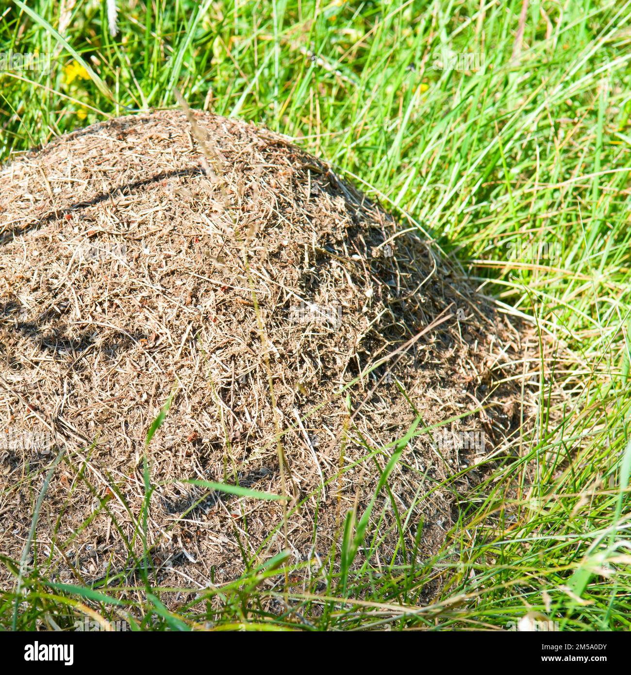 Ein Ameisenhaufen auf einer grünen Wiese im Gras. Stockfoto