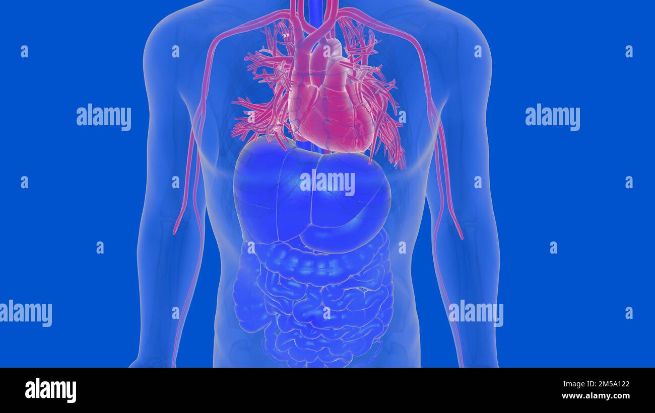Die Anatomie des menschlichen Herzkreislaufsystems für das medizinische Konzept 3D Illustration Stockfoto