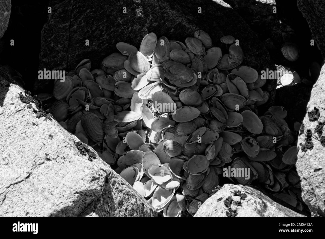 Klappschalen. Ein Versteck mit Süßwasser, Muscheln mit weichen Muscheln in einer Spalte eines Steinhaufens. Stockfoto