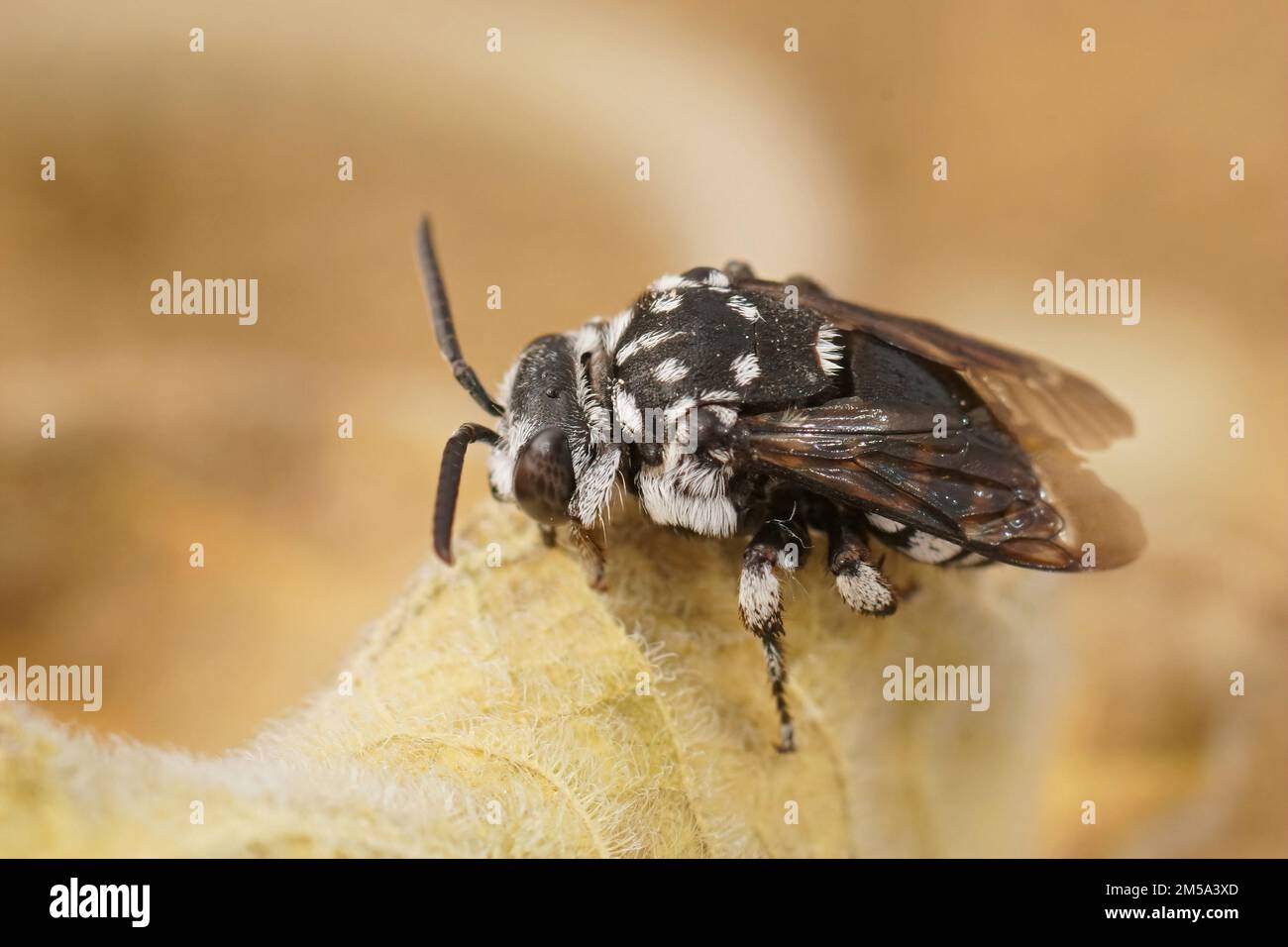 Detaillierte Nahaufnahme der schwarz-weiß gefärbten eiterranischen Cleptoparastie-Einzelbiene, Thyreus ramosus auf einem getrockneten Blatt Stockfoto