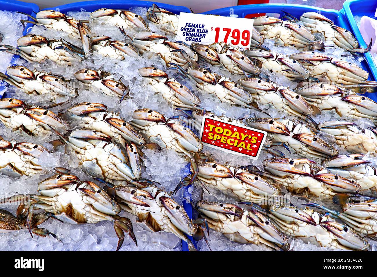Sydney. New South Wales. Australien. Der Fischmarkt. Grüne Blaue Schwimmerkrabben Für Frauen Stockfoto