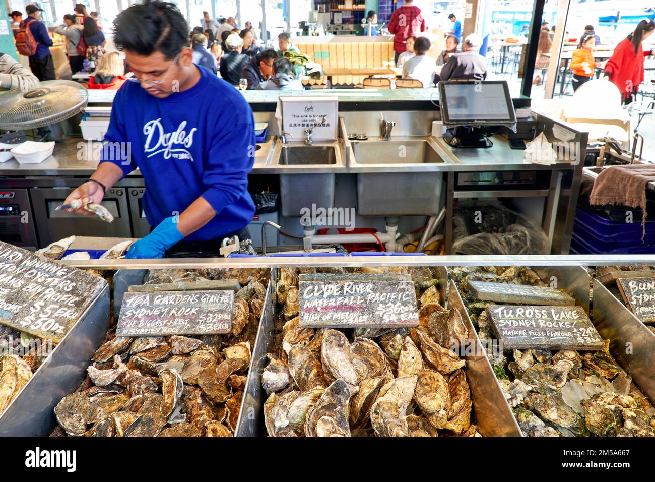 Sydney. New South Wales. Australien. Der Fischmarkt. Verschiedene Arten von Austern Stockfoto