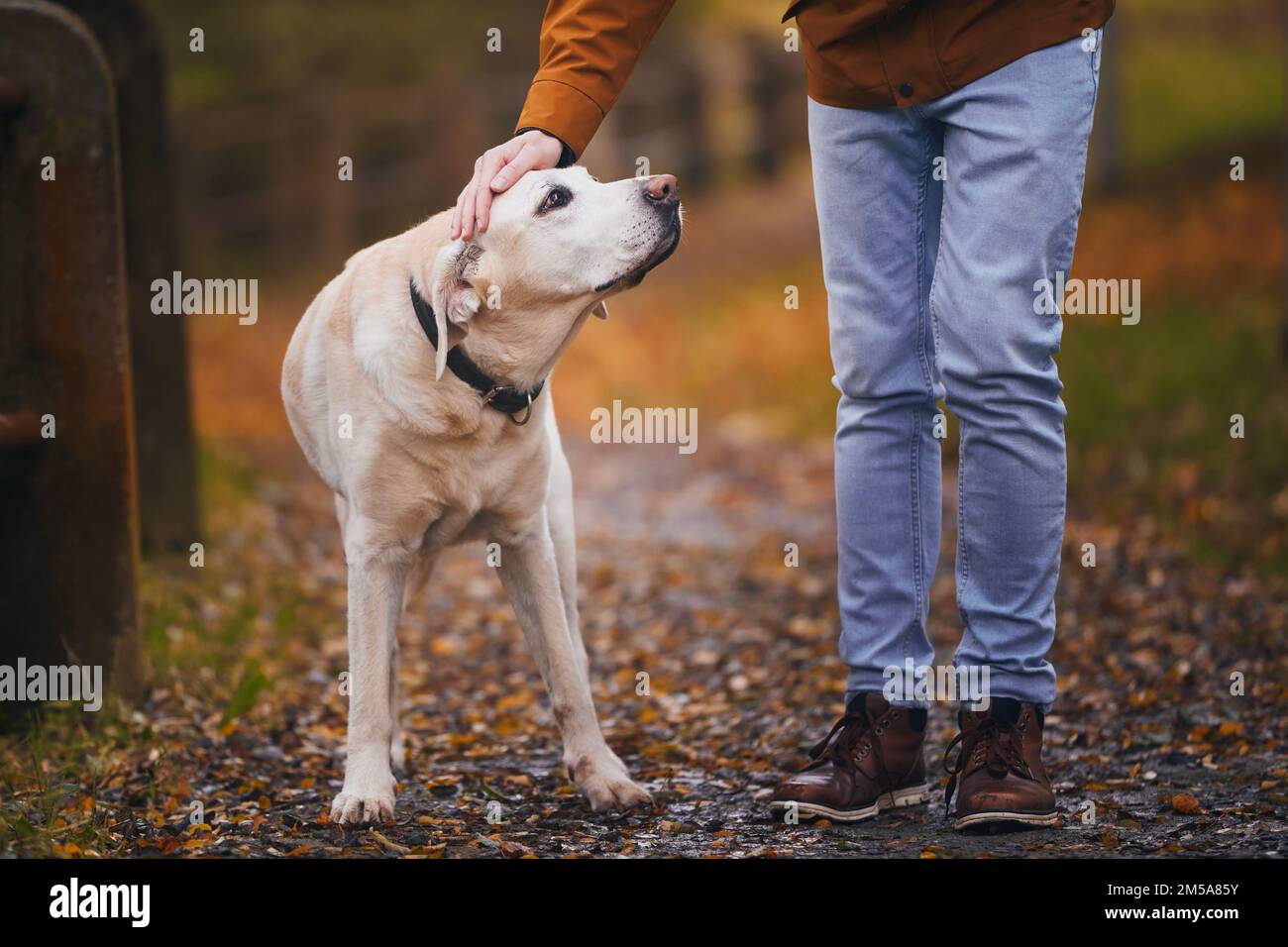Ein Mann streichelte seinen alten Hund während des Spaziergangs. Haustierbesitzer auf dem Fußweg mit seinem loyalen labrador Retriever. Stockfoto
