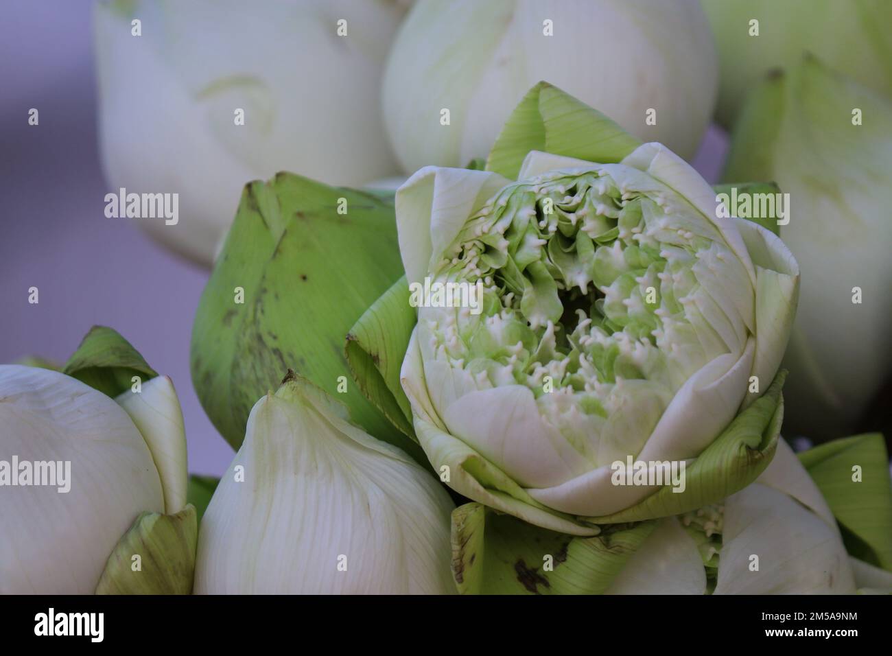 Lotus Blütenfaltung, thailändischer Stil Falten frische Blumen Kunst, die Blütenblätter durch Falttechniken zur Verehrung heiliger Objekte verwandeln Stockfoto