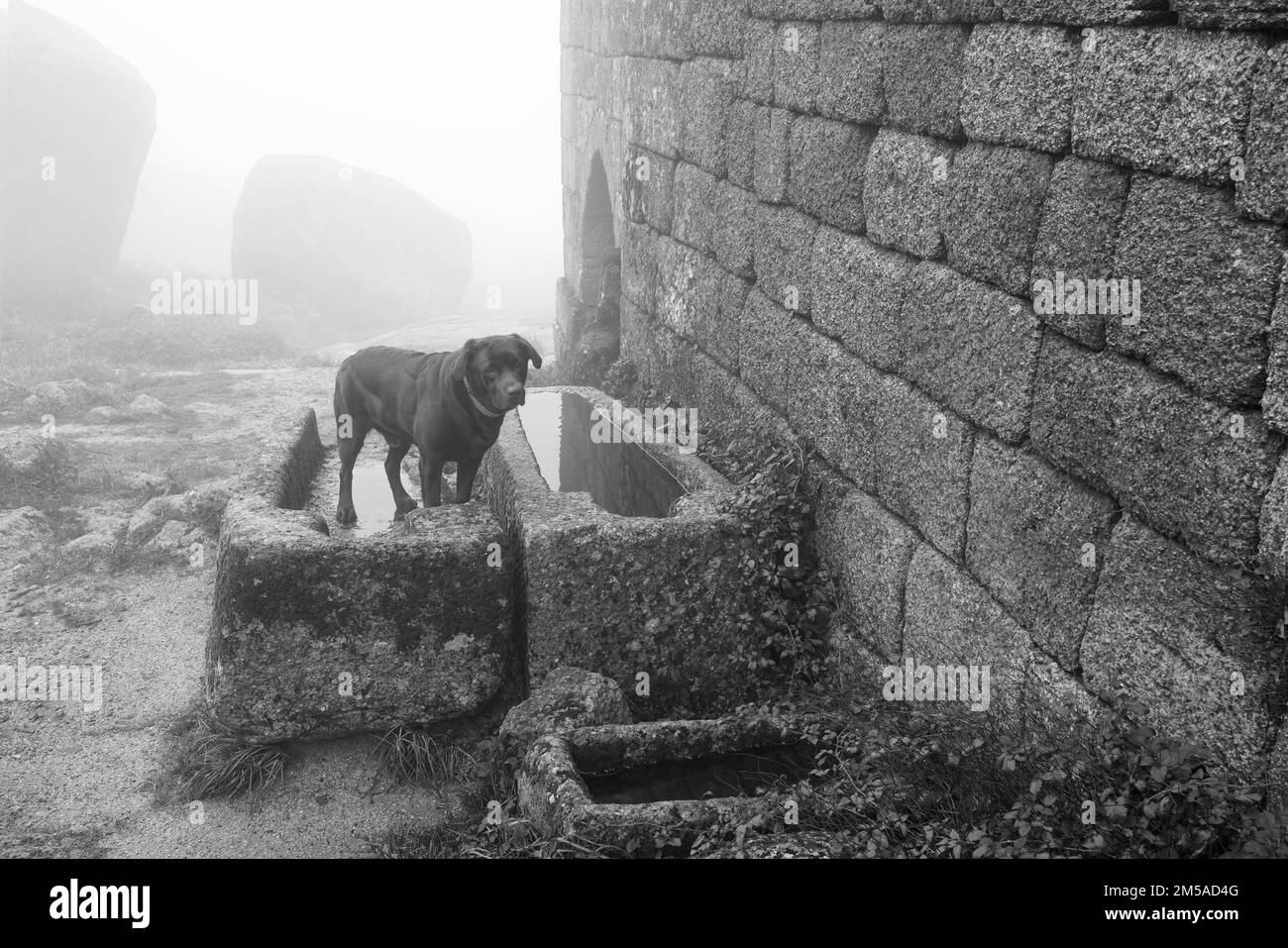 Hund auf den anthropomorphen Gräbern an einem nebligen Morgen. Stockfoto