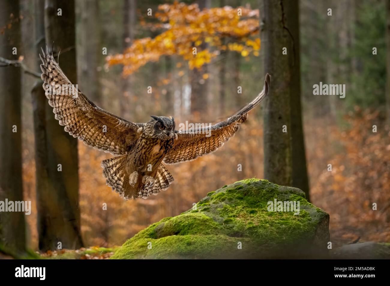 Bubo Bubo im böhmisch-mährischen Hochland. Ich starre dich an. Stockfoto