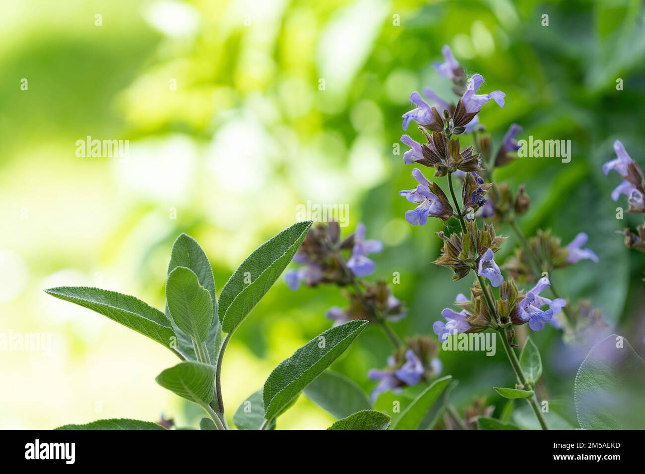 Viele lila Salvia Blumen und Blätter Salvia farinacea in einem sonnigen Garten Küche Kräuter Raum zum Kopieren Stockfoto