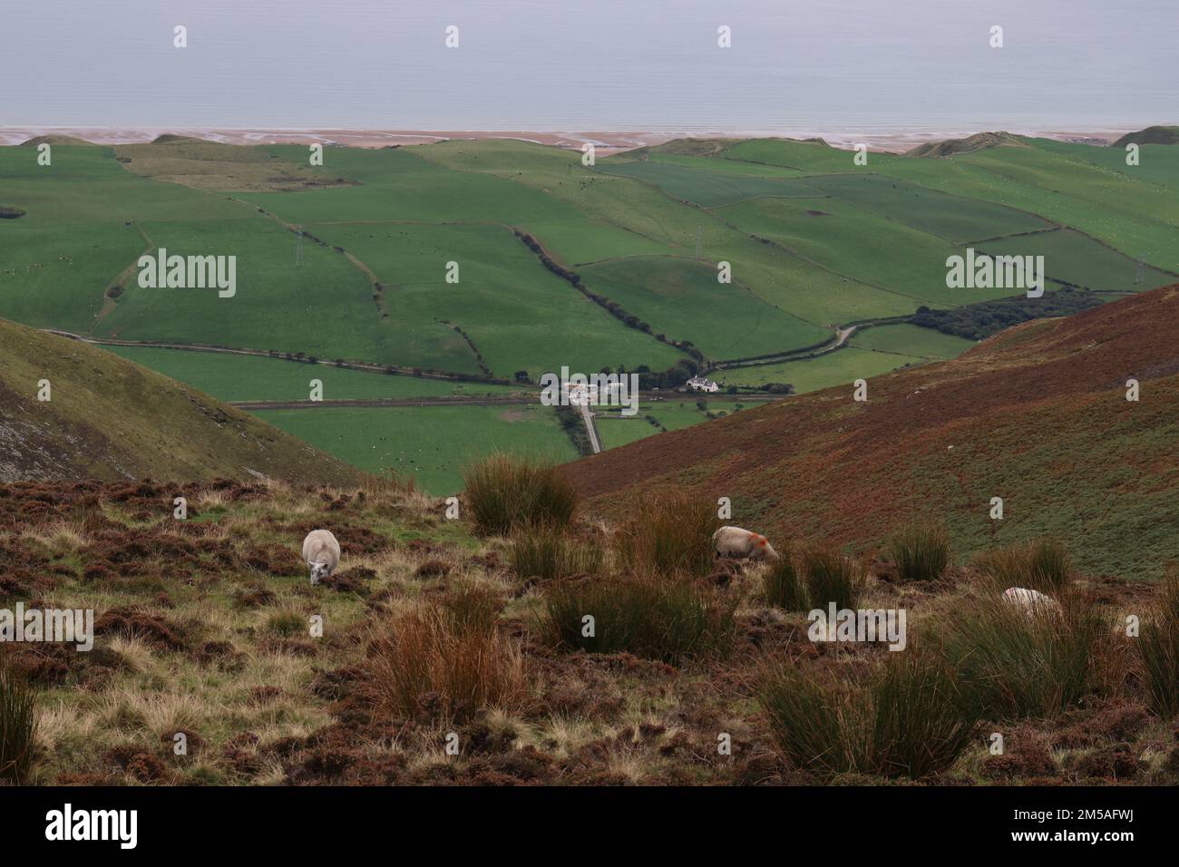 Schwarzer Combe Stockfoto