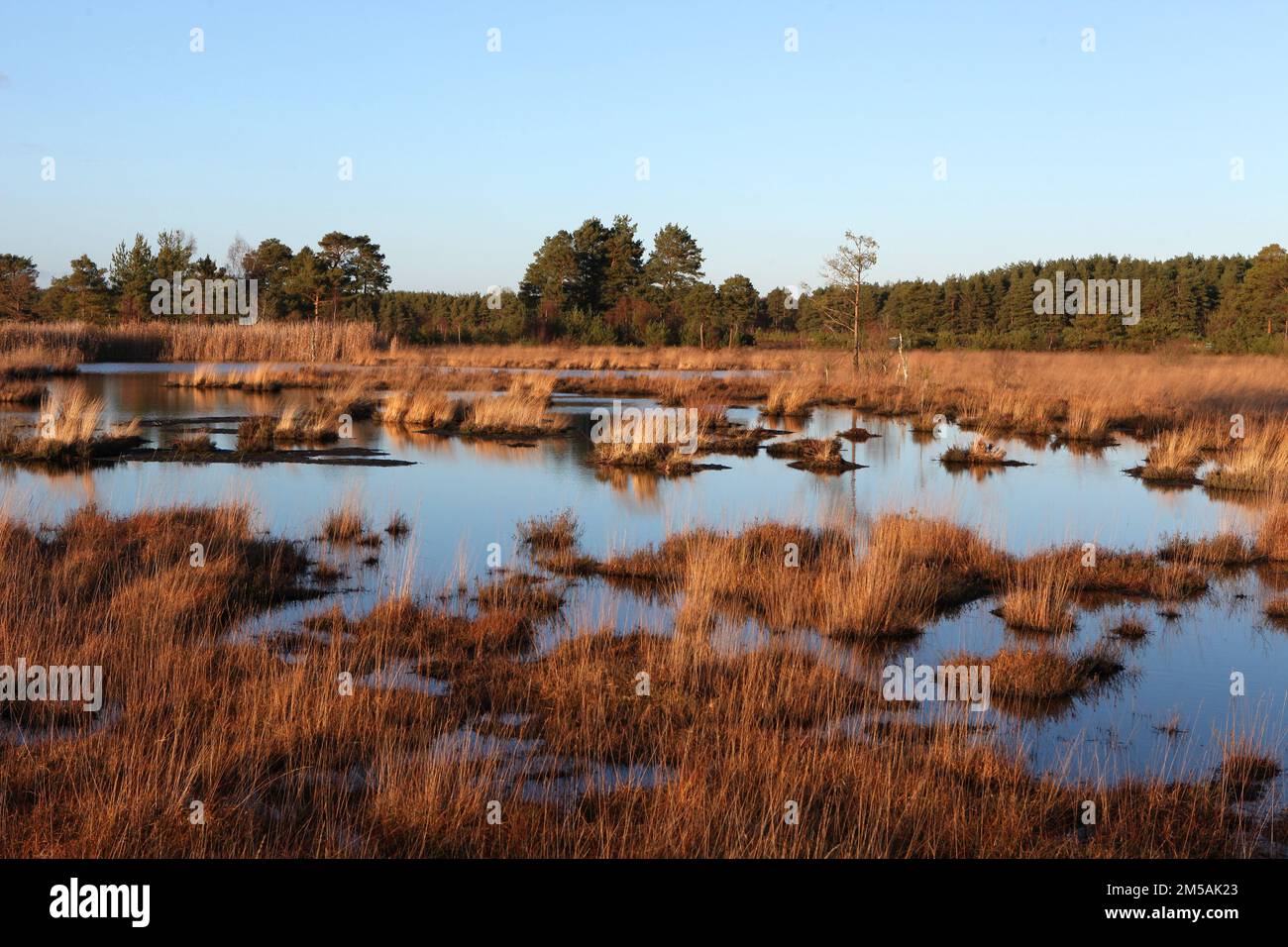Moorbecken in Thursley Common, Surrey, Großbritannien. Stockfoto
