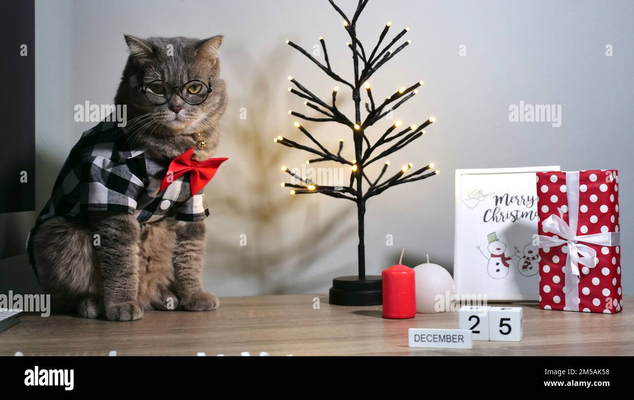 Die schottische, gerade graue Katze zu Hause auf dem Bett feiert ein frohes Weihnachten und Neujahr in einem Hemd und einer roten Krawatte, Gläser ein dekorativ dekorierter Weihnachtsbaum am 25. Dezember 2023. Stockfoto