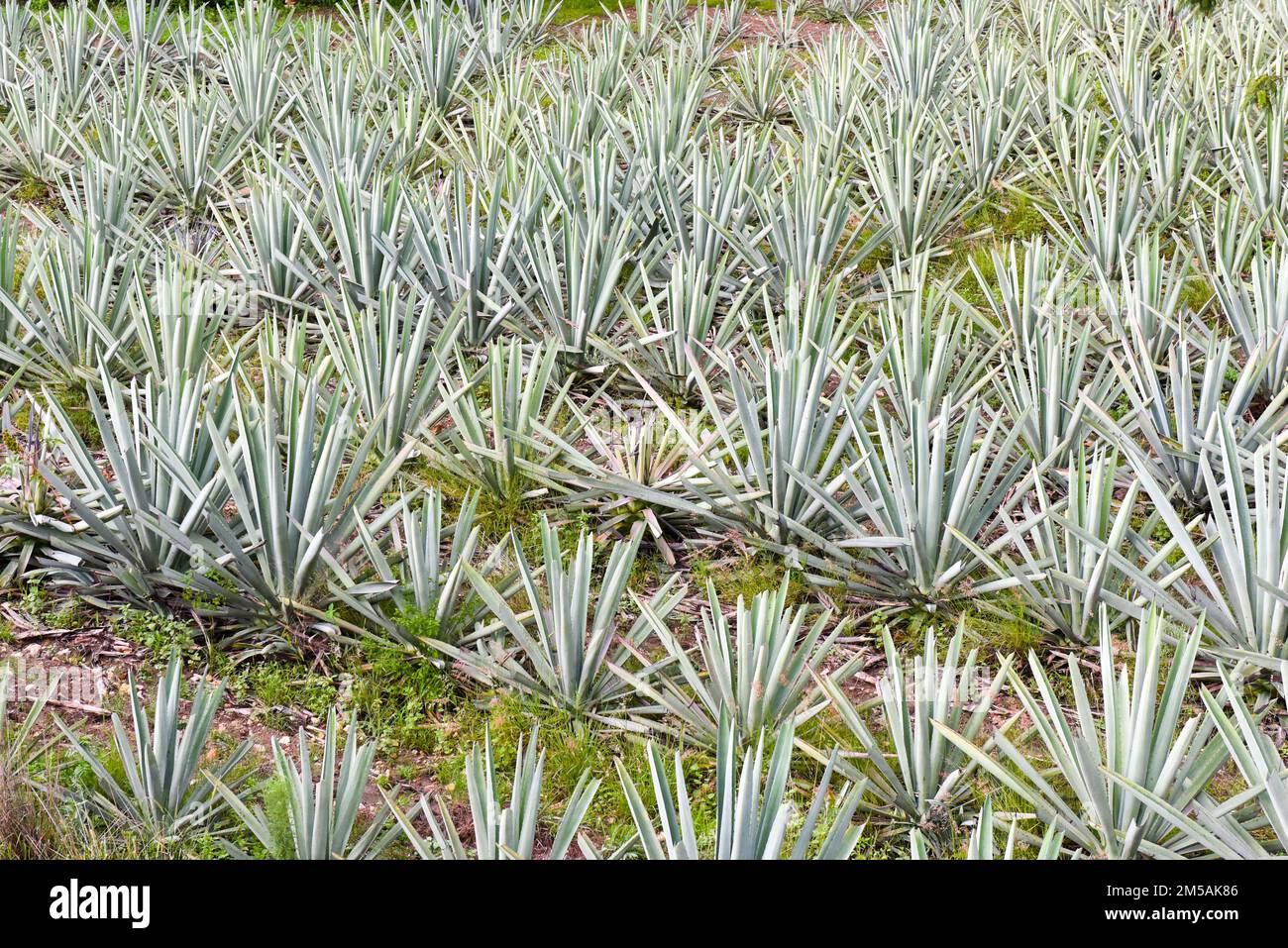 Maguey Kakteen für die Mezcal-Produktion, Oaxaca, Mexiko Stockfoto
