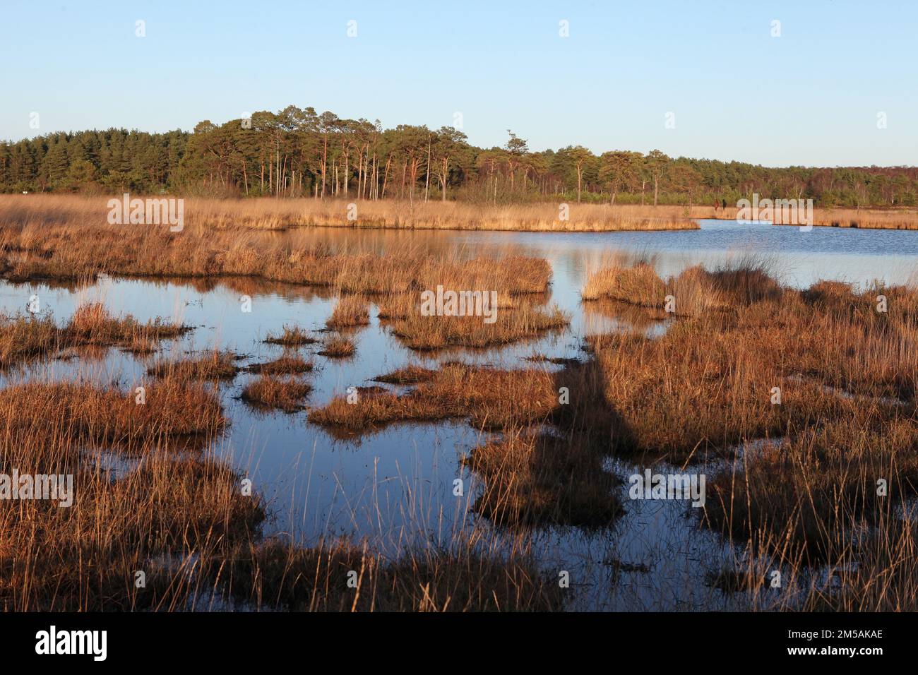 Moorbecken in Thursley Common, Surrey, Großbritannien. Stockfoto