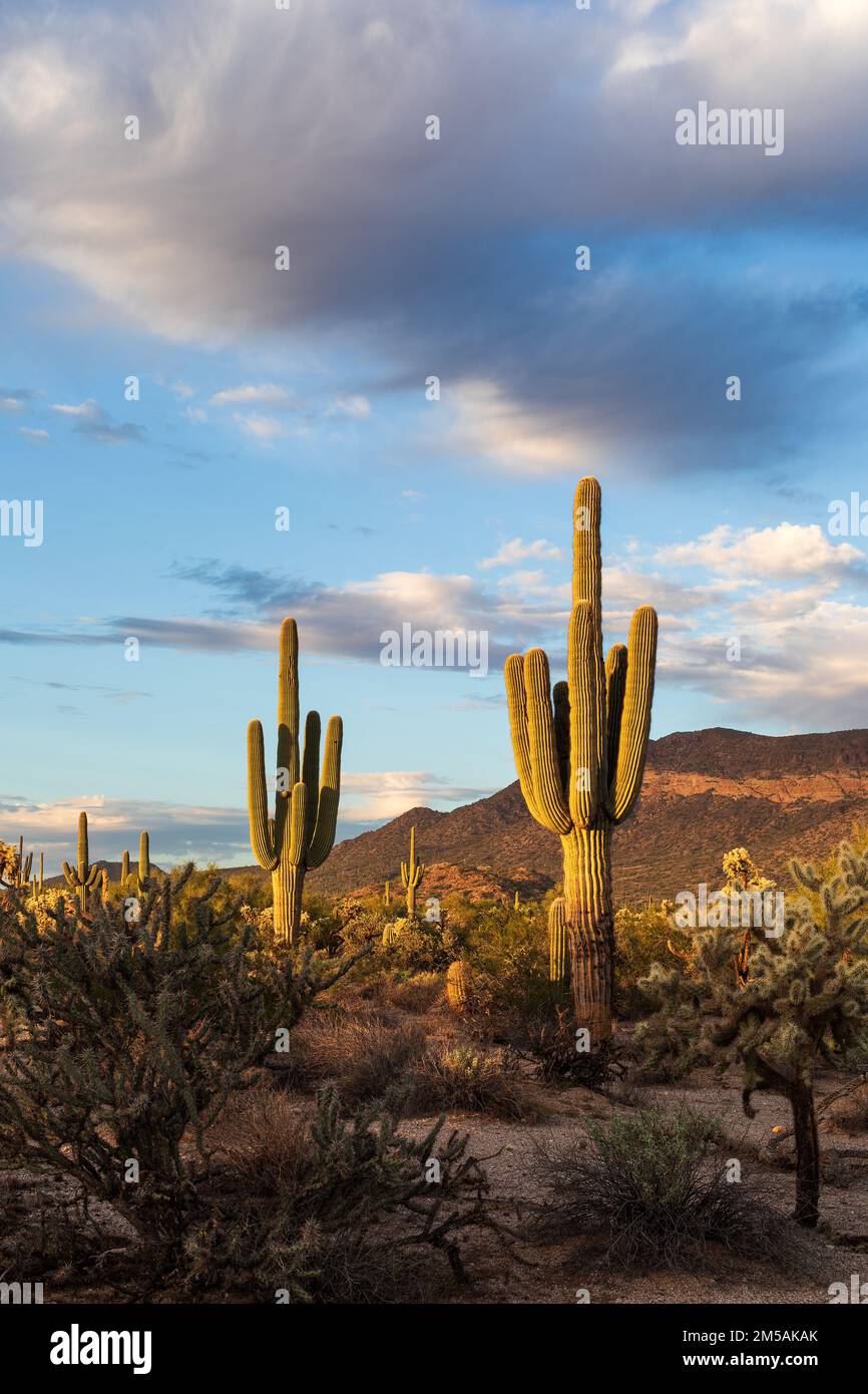 Saguaro Cactus in der Sonora-Wüste bei der Golden Hour bei Mesa, Arizona Stockfoto