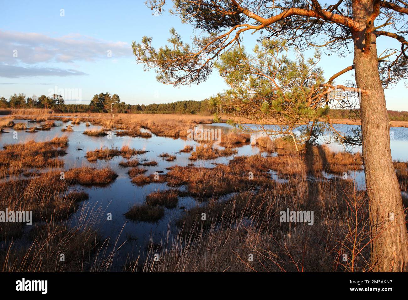 Moorbecken in Thursley Common, Surrey, Großbritannien. Stockfoto