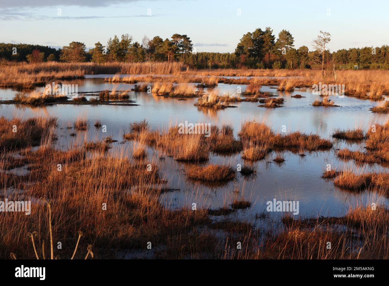 Moorbecken in Thursley Common, Surrey, Großbritannien. Stockfoto