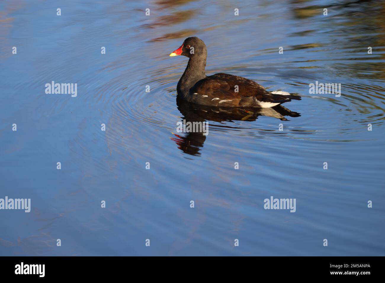 Lancaster Canal Birds Stockfoto