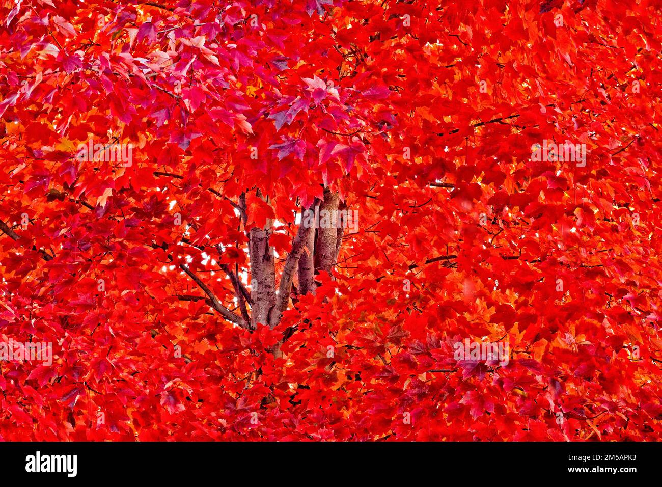 Nahaufnahme eines leuchtend roten Ahornbaums auf dem Höhepunkt der Herbstfarbe. Stockfoto