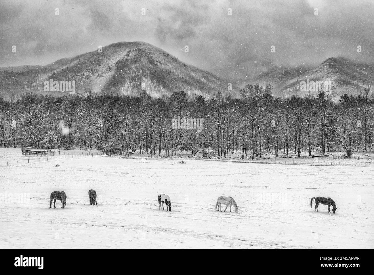 Nach dem Frühling wuchs das Gras bereits und die Cades Cove und die Smoky Mountains schneebedeckt. Diese Pferde haben sich bis ins frische Gras gegraben Stockfoto