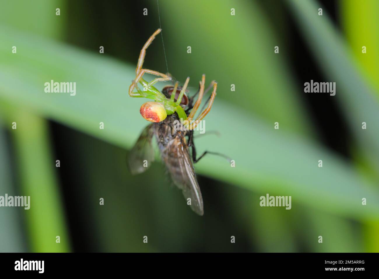 Eine grüne Spinne mit einer gejagten Fliege. Stockfoto