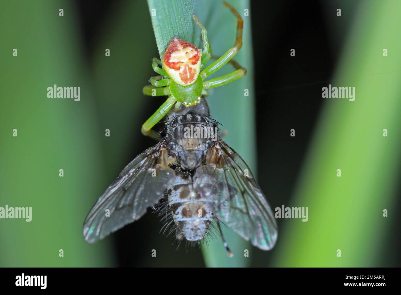 Eine grüne Spinne mit einer gejagten Fliege. Stockfoto