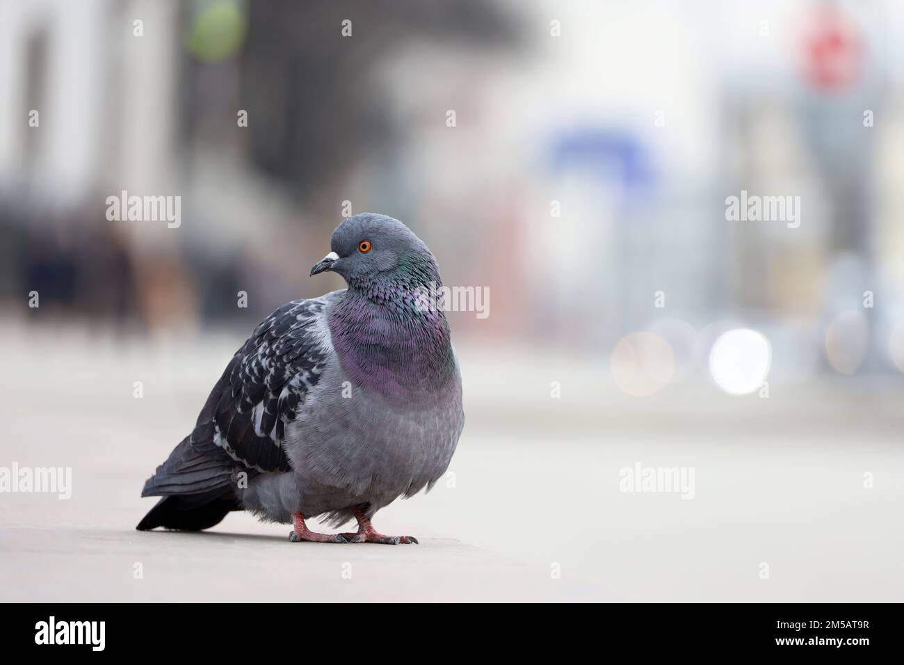 Eine Taube sitzt auf einer Straße mit verschwommenem Stadthintergrund. Urbanisierung, Umweltkonzept Stockfoto