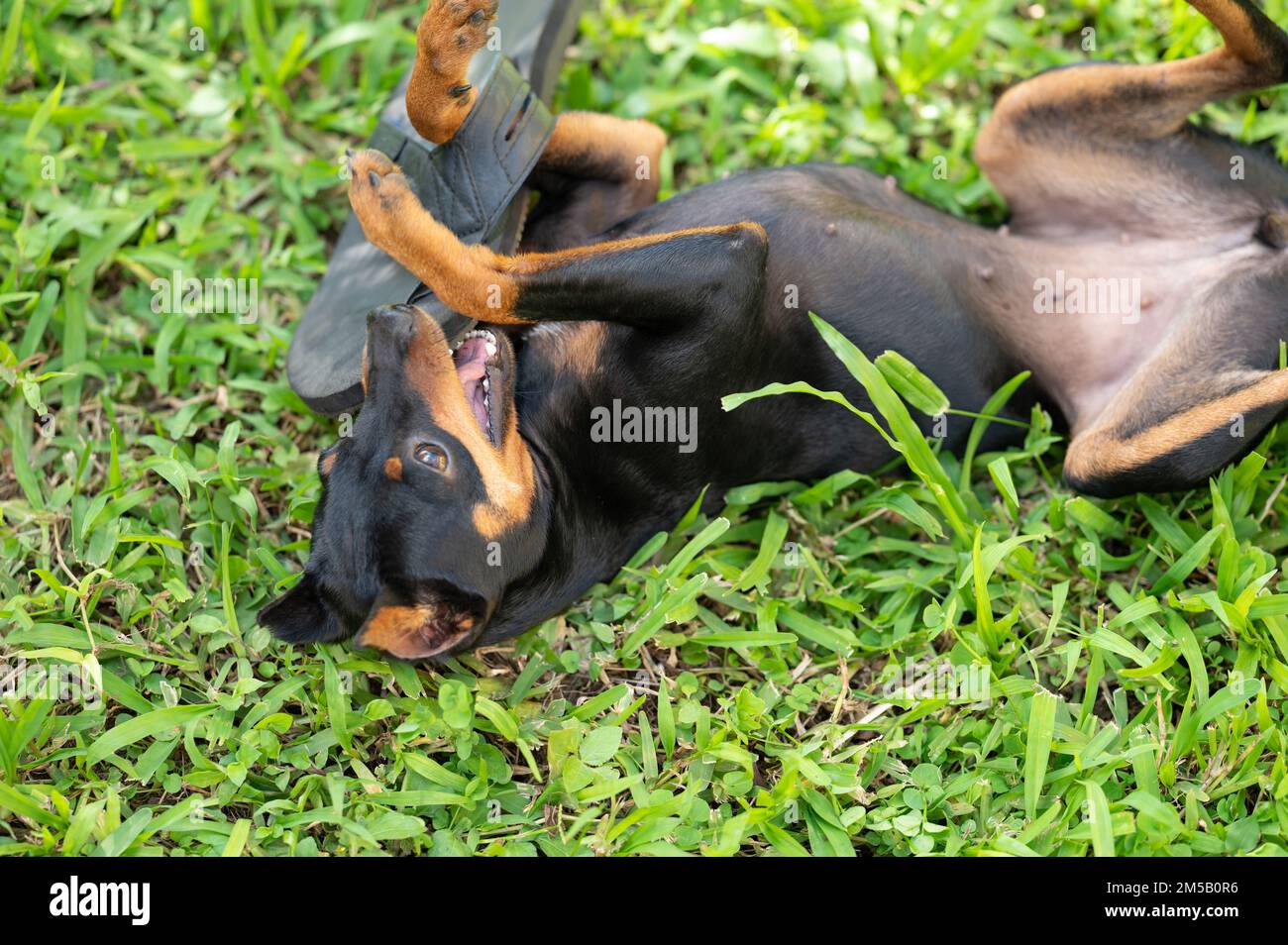 Kleiner Zangenhund beißt Flip-Flop-Schuh, der auf grünem Gras liegt Stockfoto