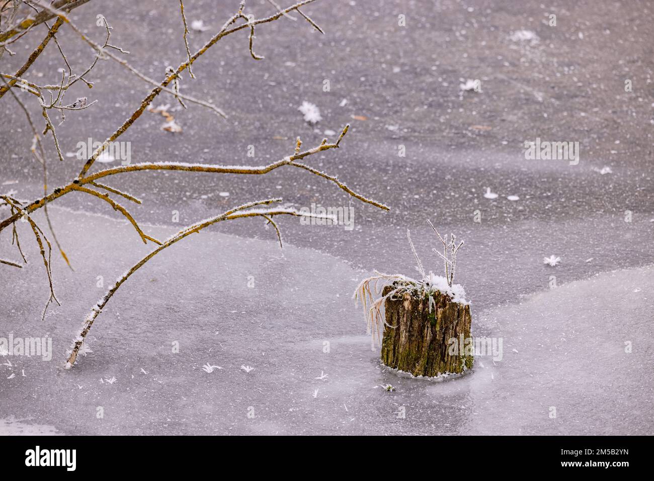 Zweige und ein Baumstumpf steigen im kalten Winter aus dem gefrorenen Wasser eines Sees in Deutschland auf Stockfoto
