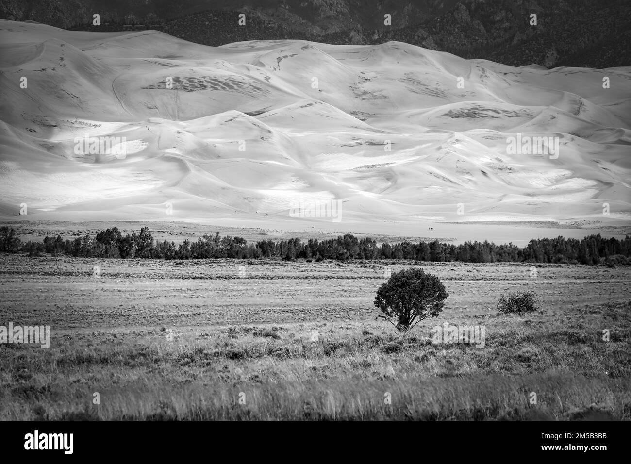 Der Blick auf einen einsamen Baum am Fuße der Great Sand Dunes im südlichen Colorado. Stockfoto