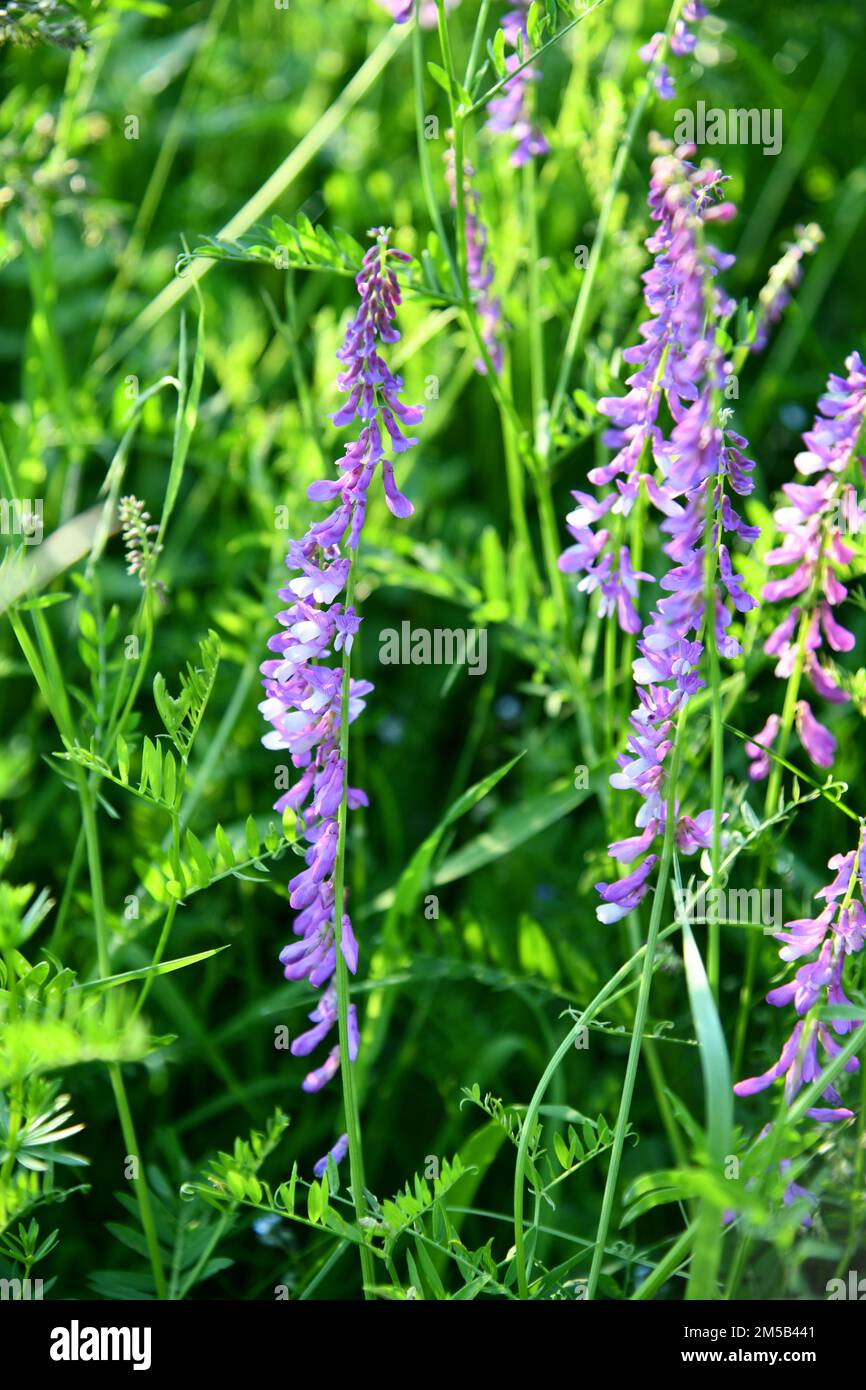 Feinblättrige Wiege inmitten von hohem Gras Stockfoto