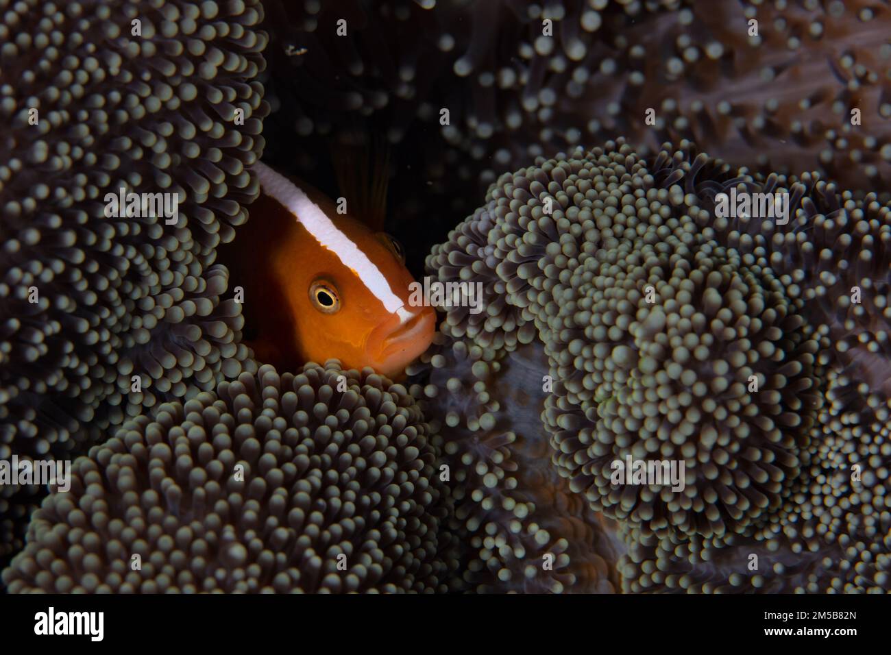 Ein Orangenanemonfisch, Amphiprion Sandaracinos, kuschelt sich an einem Korallenriff auf den Salomonen in die Tentakel seiner Wirtsanemone. Stockfoto