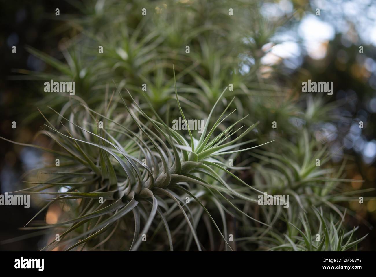 Verrückte Großaufnahme auf Sky-Bokeh-Hintergrund. Hellgrüne Ttillandsia bergeri Stockfoto