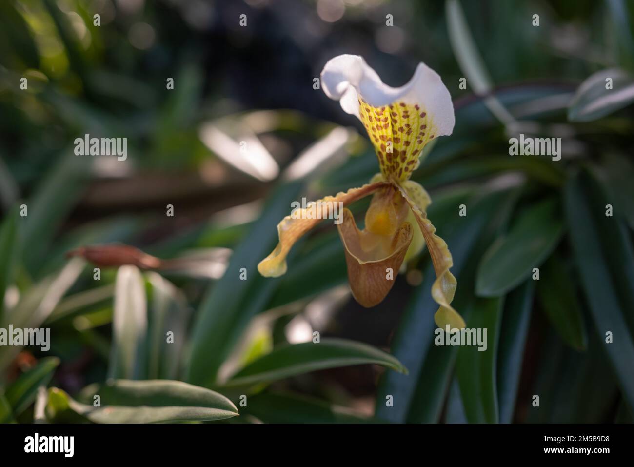 Weiße und gelbe Blüten von prächtigem Paphiopedilum oder Pantoffelorchidee auf grünem Bokeh-Hintergrund. Paphiopedilum Leeanum gepunktete Blütenblätter. Winterorc Stockfoto