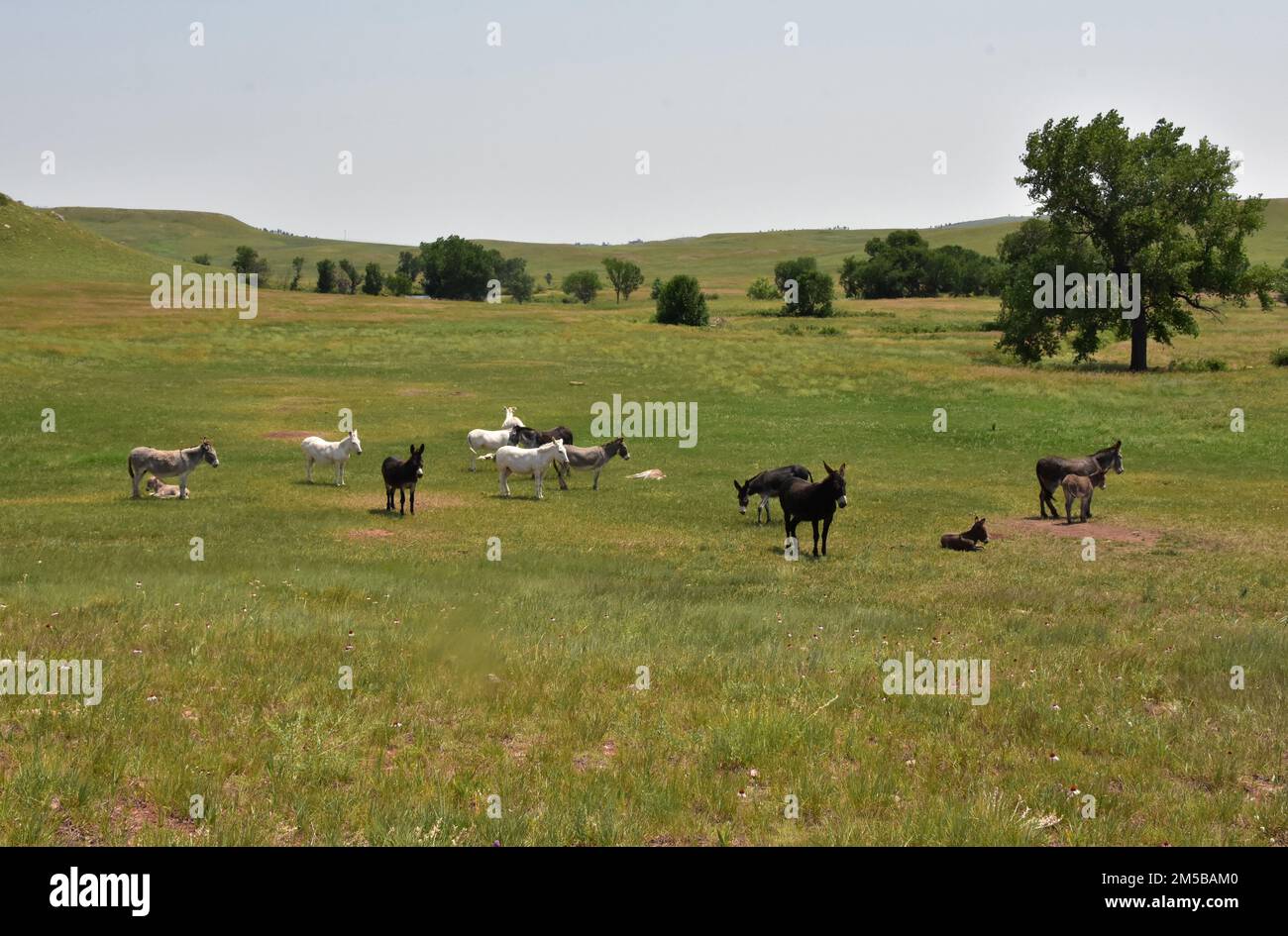 Süße Esel-Herde, die in einem Tal zusammenstehen. Stockfoto