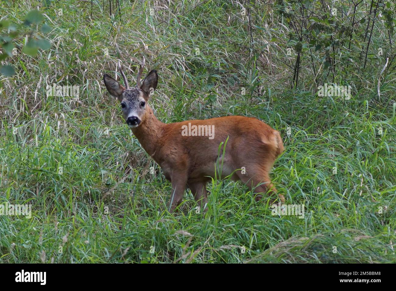 Porträt von Reh auf dem Feld Stockfoto