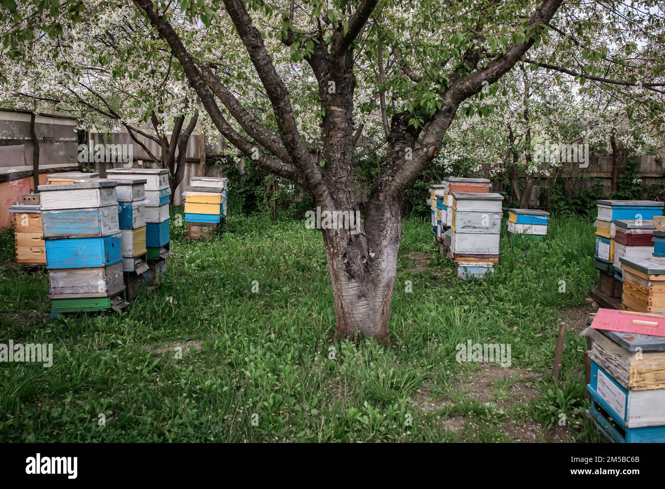 Bienenstöcke im Frühling unter einem blühenden Apfelbaum auf grünem Gras. Bienenstöcke mit Bienen während der Frühlingshonigernte ohne Imker Stockfoto