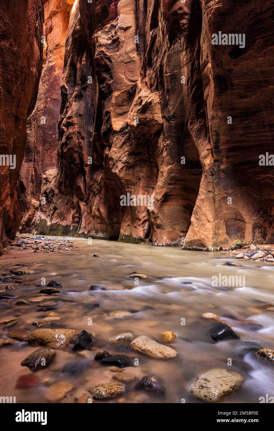 Warme, prallende Lichter erleuchten die riesigen, gewölbten Wände des Wall Street-Abschnitts der Virgin Narrows im Zion-Nationalpark, Utah. Stockfoto