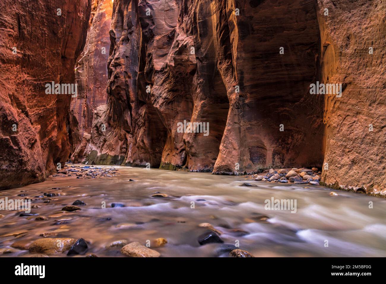 Warme, prallende Lichter erleuchten die riesigen, gewölbten Wände des Wall Street-Abschnitts der Virgin Narrows im Zion-Nationalpark, Utah. Stockfoto