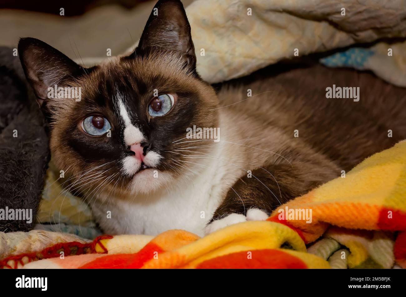 Twinkie, eine neunjährige siamesische Katze, liegt am 27. Dezember 2022 in einem Nest aus Decken in CODEN, Alabama. Ältere Katzen können ihre Temperatur nicht so regulieren wie wir Stockfoto