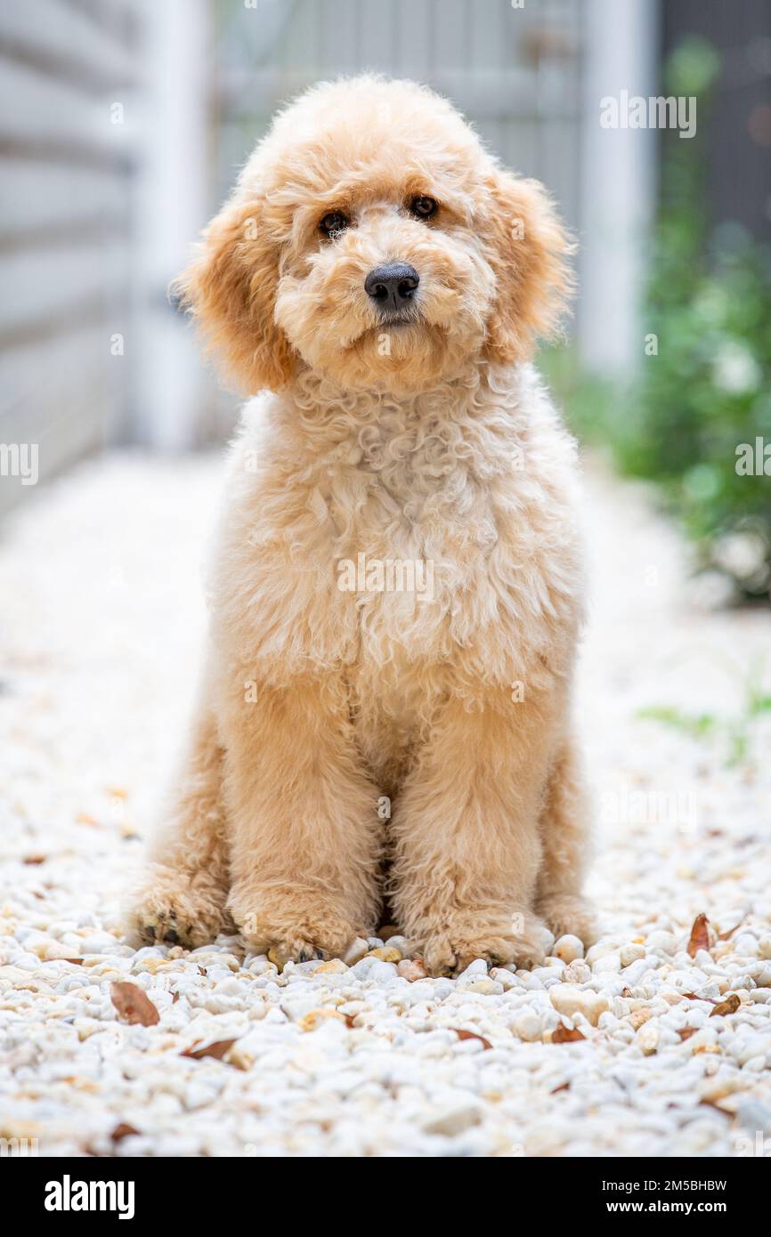 Groodle Hündchen Stockfoto