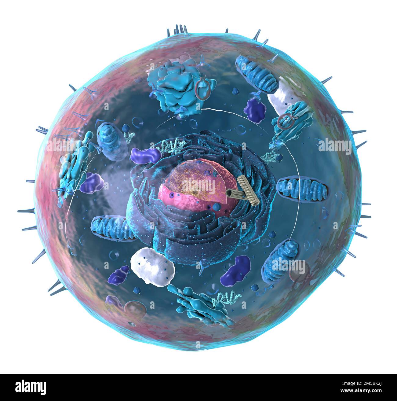 Darstellung der Struktur einer typischen Tierzelle. Der Zellkern ist in der Mitte. Es enthält das genetische Material der Zelle in Form von DNA (Desoxyr Stockfoto