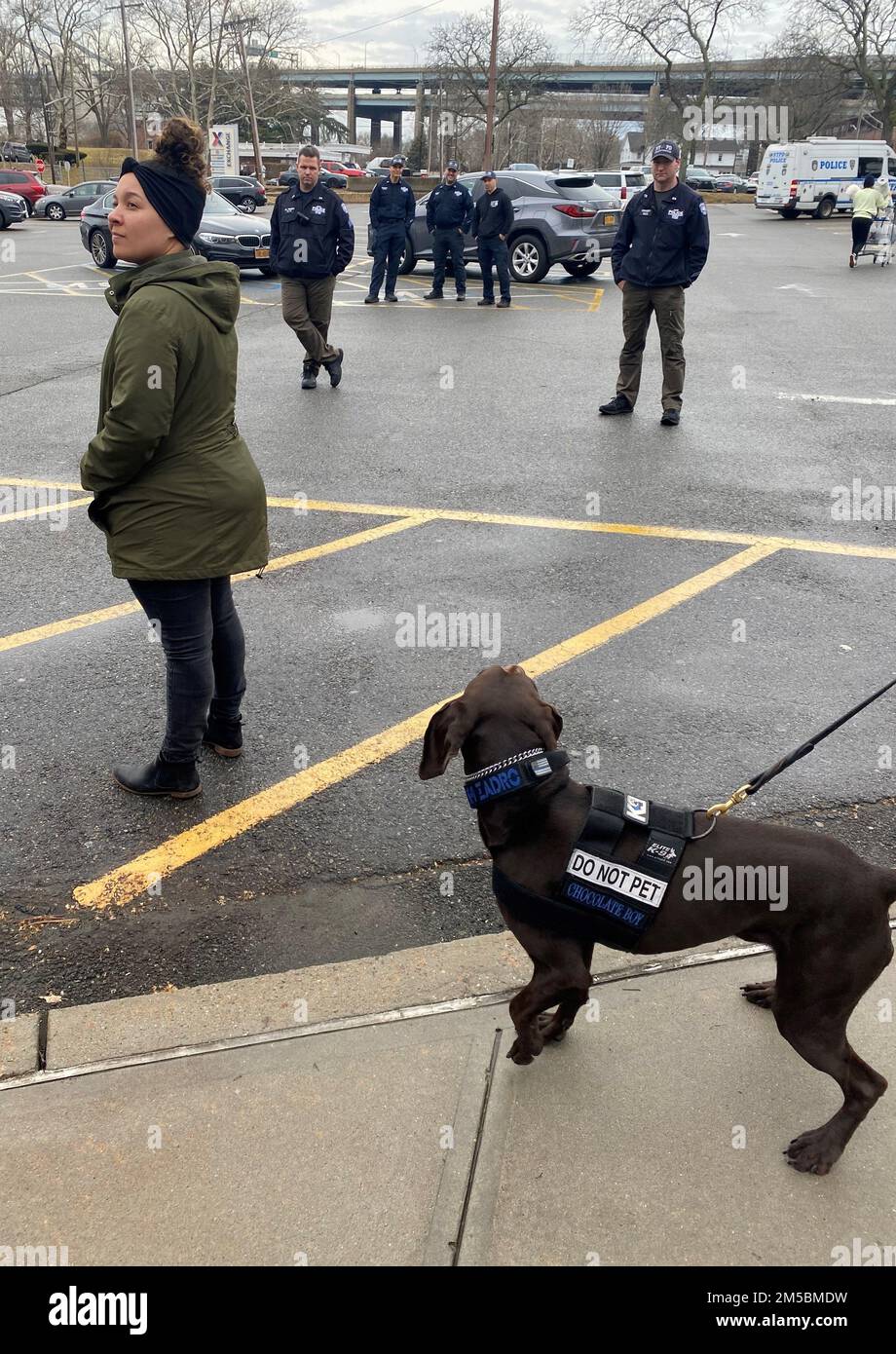 Die K-9-Einheit des New York City Police Department zur Terrorismusbekämpfung hat kürzlich eine Schulung in den USA durchgeführt Garnison Der Armee, Fort Hamilton. Dana Vazquez, leitende Verwaltungsassistentin des Garrison-Kommandanten, half den Eckzähnen, auf explosiven Geruch zu testen. Die Partnerschaft mit der NYPD erweitert die Einsatzbereitschaft von Fort Hamilton und trägt zur Sicherheit unserer Gemeinde bei. Stockfoto