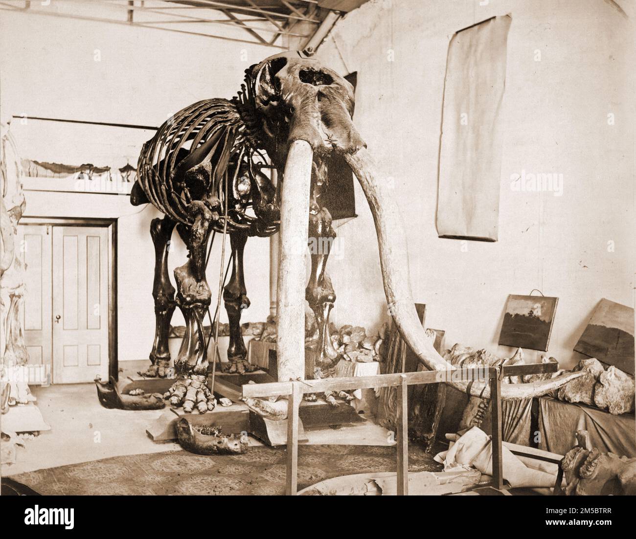 Foto des Skeletts des Warren Mastodon, eines Teils des Wolodons, und anderer Fossilien im Warren Museum of Natural History, 1906 Stockfoto